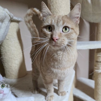 Kater Morris möchte ein Familienmitglied werden, EKH - Kater