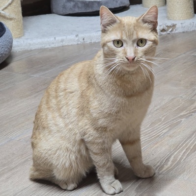 Kater Morris möchte ein Familienmitglied werden, EKH - Kater