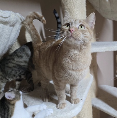 Kater Morris möchte ein Familienmitglied werden, EKH - Kater