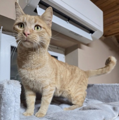 Kater Morris möchte ein Familienmitglied werden, EKH - Kater