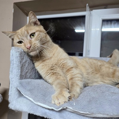 Kater Morris möchte ein Familienmitglied werden, EKH - Kater