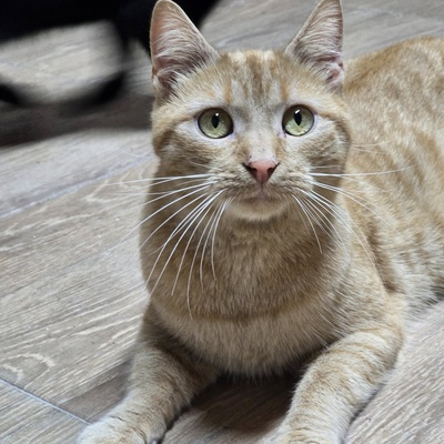 Kater Morris möchte ein Familienmitglied werden, EKH - Kater