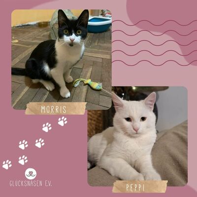 Kater Morris und Peppi suchen Dich, EKH Jungtier - Kater