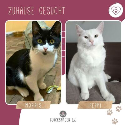 Kater Morris und Peppi warten auf Post, EKH - Kater