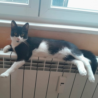 Kater Morris und Peppi warten auf Post, EKH - Kater