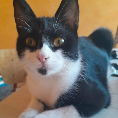 Kater Morris und Peppi warten auf Post, EKH - Kater