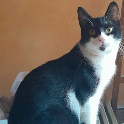 Kater Morris und Peppi warten auf Post, EKH - Kater