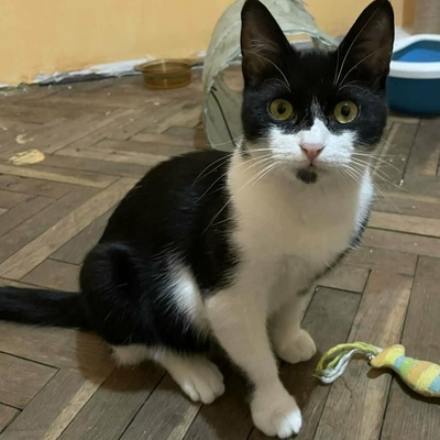 Kater Morris und Peppi warten auf Post, EKH - Kater