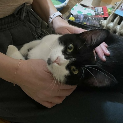 Kater Morris und Peppi warten auf Post, EKH - Kater