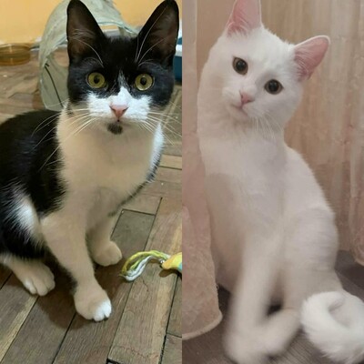 Kater Morris und Peppi warten auf Post, EKH - Kater