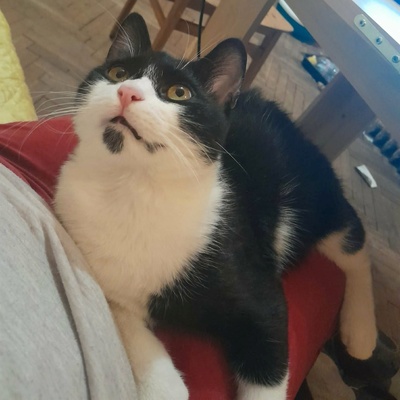 Kater Morris und Peppi warten auf Post, EKH - Kater