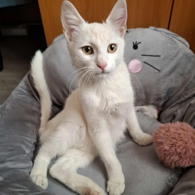 Kater Morris und Peppi warten auf Post, EKH - Kater