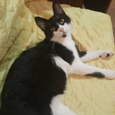 Kater Morris und Peppi warten auf Post, EKH - Kater