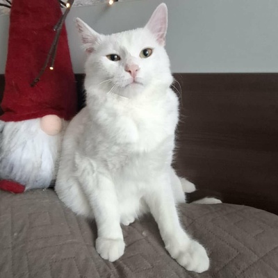 Kater Morris und Peppi warten auf Post, EKH - Kater