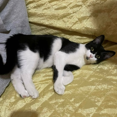 Kater Morris und Peppi warten auf Post, EKH - Kater