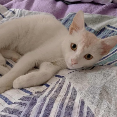 Kater Morris und Peppi warten auf Post, EKH - Kater