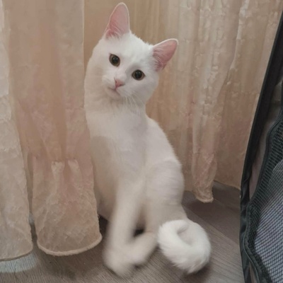 Kater Morris und Peppi warten auf Post, EKH - Kater