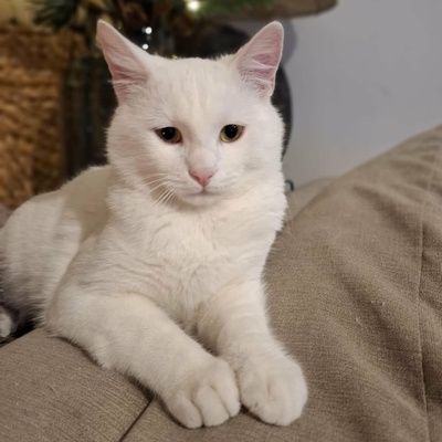 Kater Morris und Peppi warten auf Post, EKH - Kater