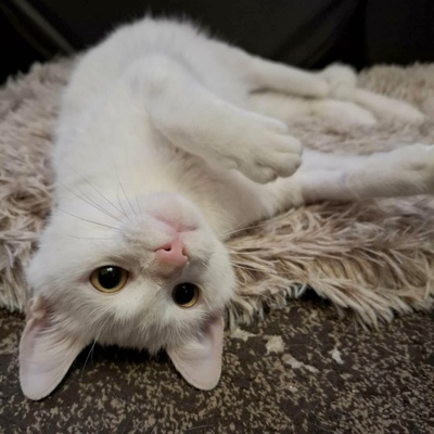Kater Morris und Peppi warten auf Post, EKH - Kater