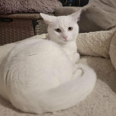 Kater Morris und Peppi warten auf Post, EKH - Kater
