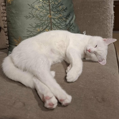 Kater Morris und Peppi warten auf Post, EKH - Kater
