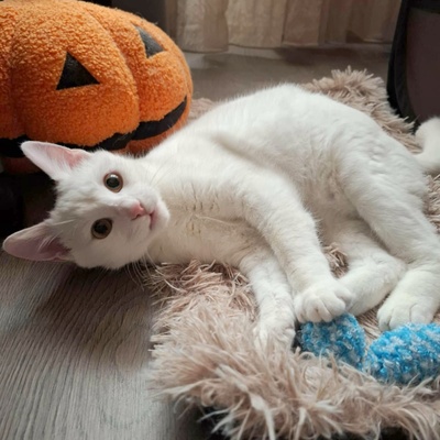 Kater Morris und Peppi warten auf Post, EKH - Kater