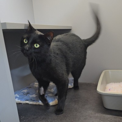 Kater Noel sucht seine Familie, EKH - Kater