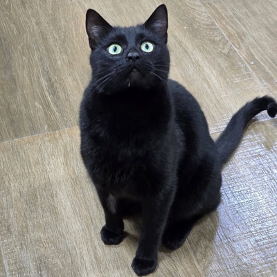 Kater Noel sucht seine Familie, EKH - Kater