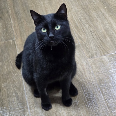 Kater Noel sucht seine Familie, EKH - Kater