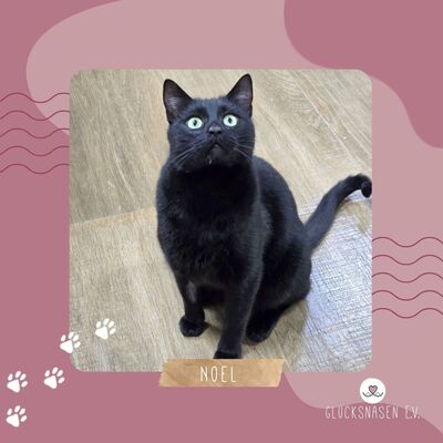 Kater Noel sucht seine Familie