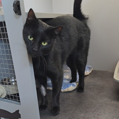 Kater Noel sucht seine Familie, EKH - Kater