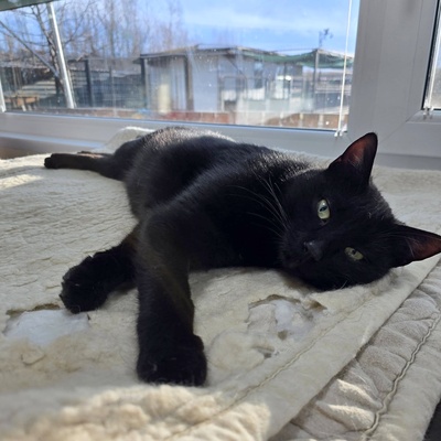 Kater Noel sucht seine Familie, EKH - Kater