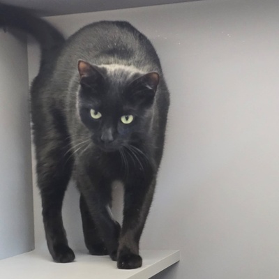 Kater Noel sucht seine Familie, EKH - Kater