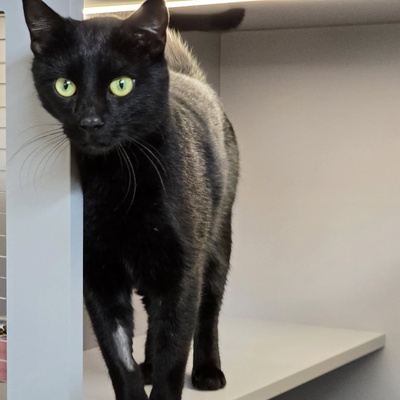 Kater Noel sucht seine Familie, EKH - Kater