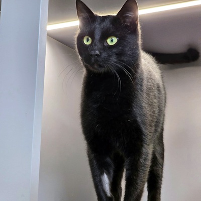 Kater Noel sucht seine Familie, EKH - Kater