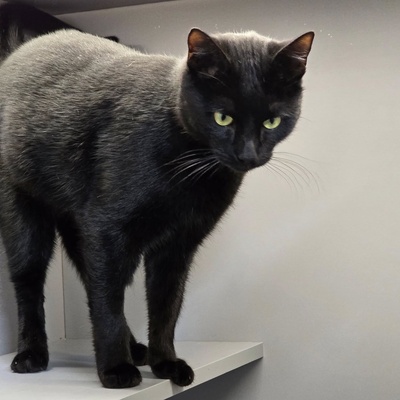 Kater Noel sucht seine Familie, EKH - Kater