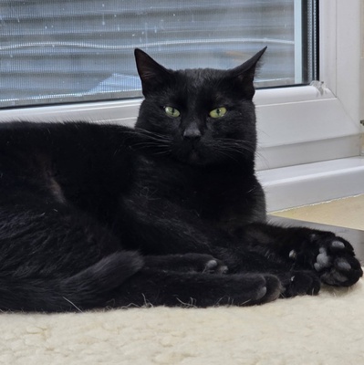 Kater Noel sucht seine Familie, EKH - Kater