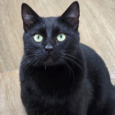 Kater Noel sucht seine Familie, EKH - Kater