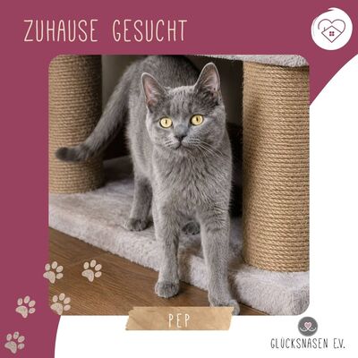 Kater Pep möchte Deine Welt erobern, EKH - Kater