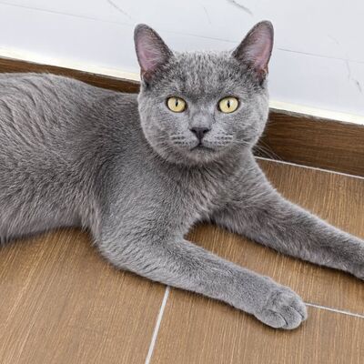 Kater Pep möchte Deine Welt erobern, EKH - Kater