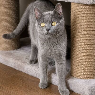 Kater Pep möchte Deine Welt erobern, EKH - Kater