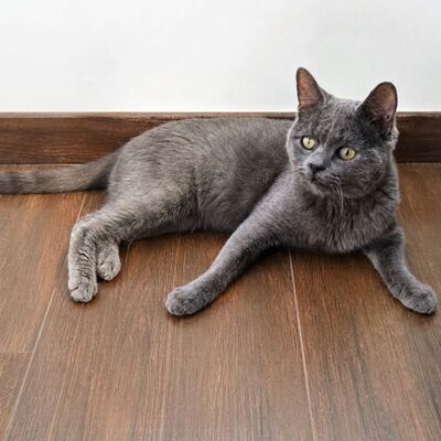 Kater Pep möchte Deine Welt erobern, EKH - Kater