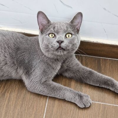 Kater Pep möchte Deine Welt erobern, EKH - Kater