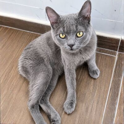 Kater Pep möchte Deine Welt erobern, EKH - Kater