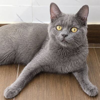 Kater Pep möchte Deine Welt erobern, EKH - Kater