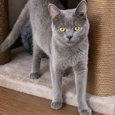 Kater Pep möchte Deine Welt erobern, EKH - Kater