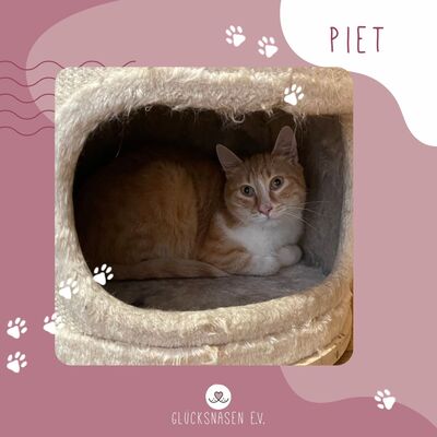 Kater Piet sucht sein eigenes Körbchen