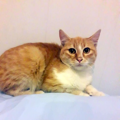 Kater Piet sucht sein eigenes Körbchen, EKH - Kater