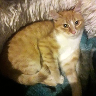 Kater Piet sucht sein eigenes Körbchen, EKH - Kater