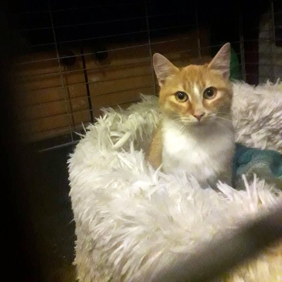 Kater Piet sucht sein eigenes Körbchen, EKH - Kater